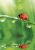 Természet Ladybug A/4 gumis mappa